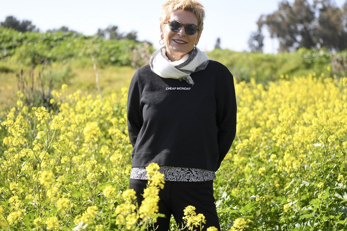 Önde zeytin ağaçları ardında keçiler