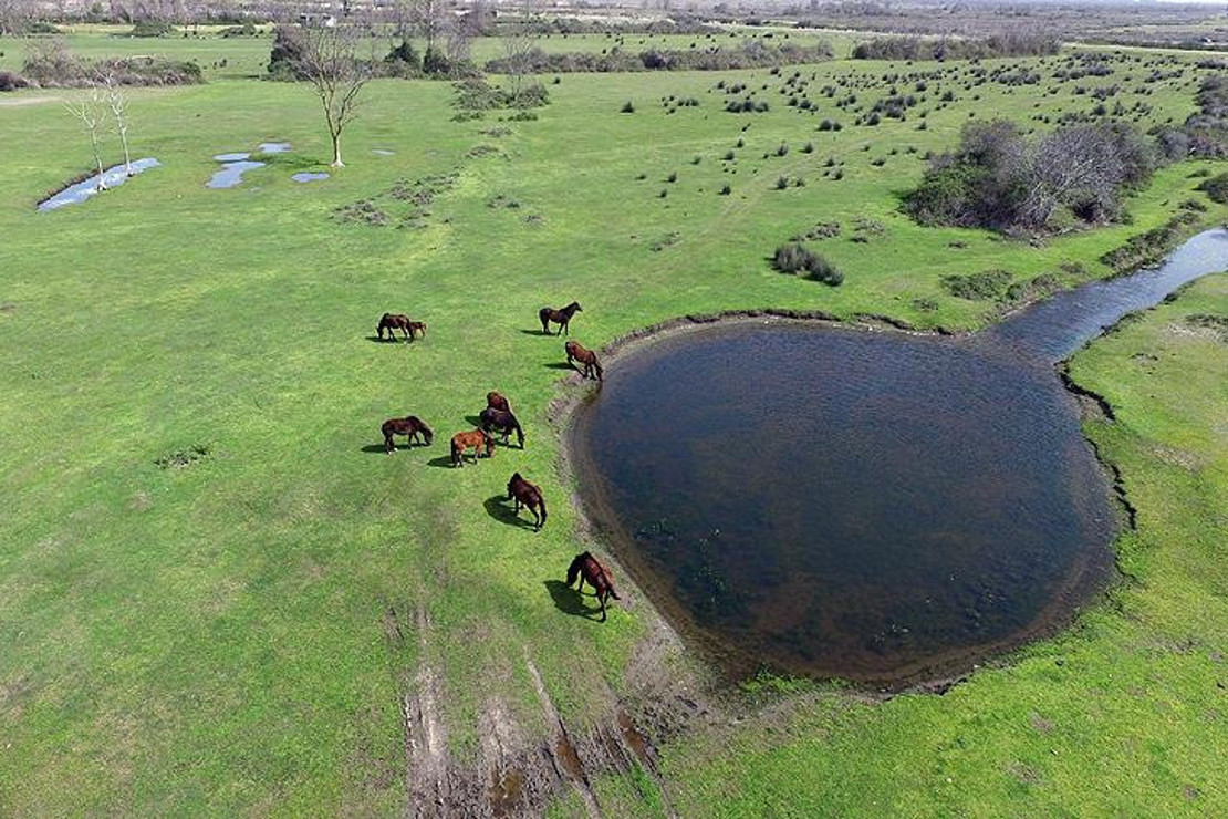 Kızılırmak Deltası'nda bahar hareketliliği