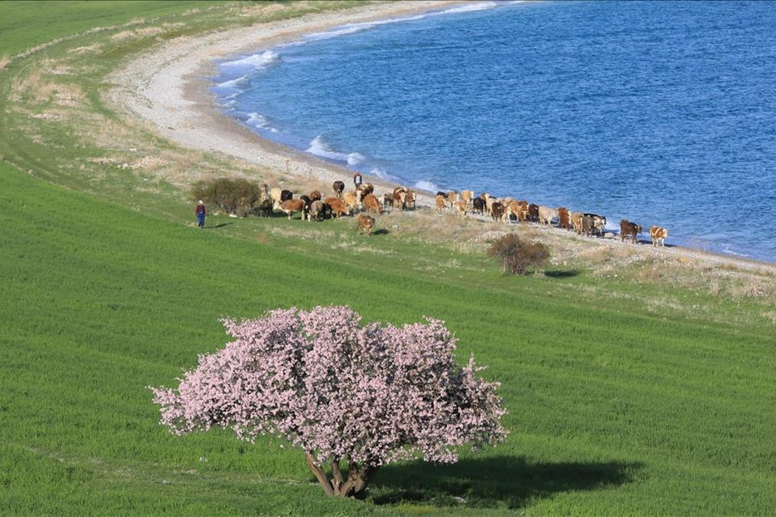 Van Gölü'nün el değmemiş güzelliği "Çarpanak Adası"