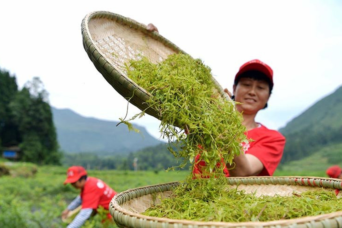 Şifa dağıtan asma çayı: Moyeam