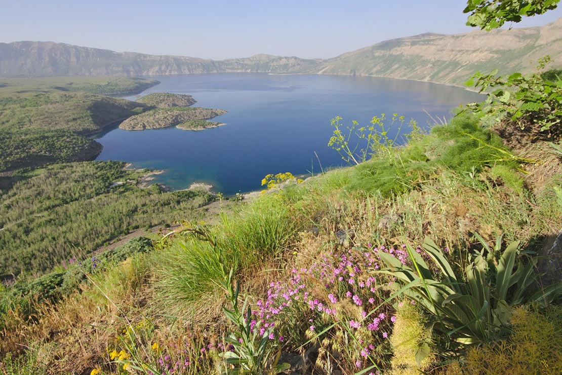 Nemrut'un ziyaretçilerini kardeş boz ayılar karşılıyor