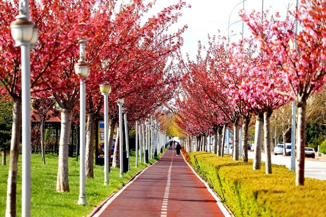 Kyoto'yla kardeş şehir olan Konya'daki parklarda yüzlerce sakura ağacı var