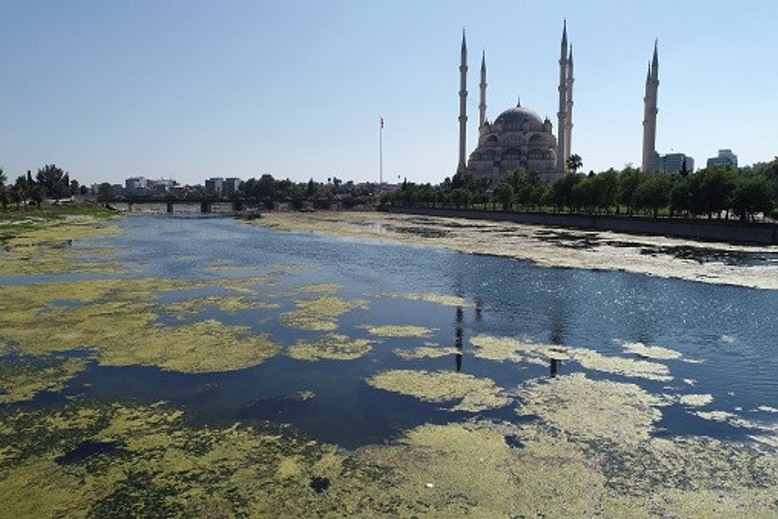 Seyhan Nehri yosunlar nedeniyle yeşile büründü