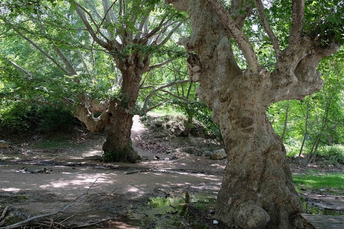 870 yıllık anıt çınar ağaçları yazı tahtasına döndü