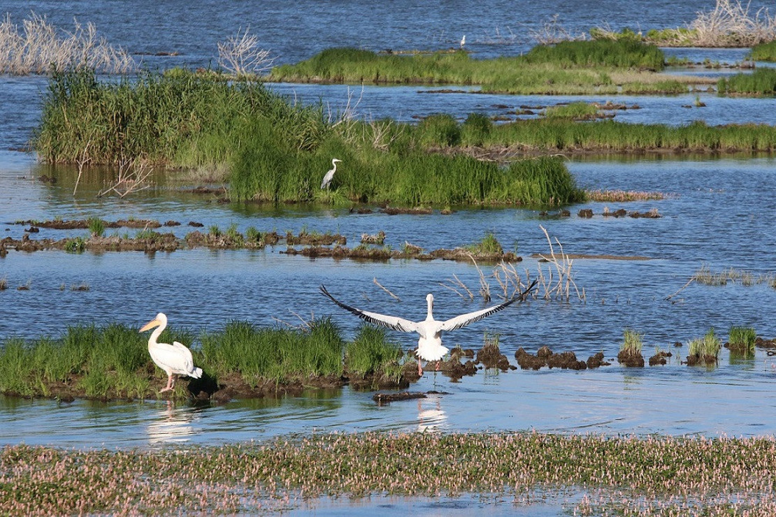 Yüzen adaları karaya oturan Ladik Gölü'nde 'bataklık' tehlikesi