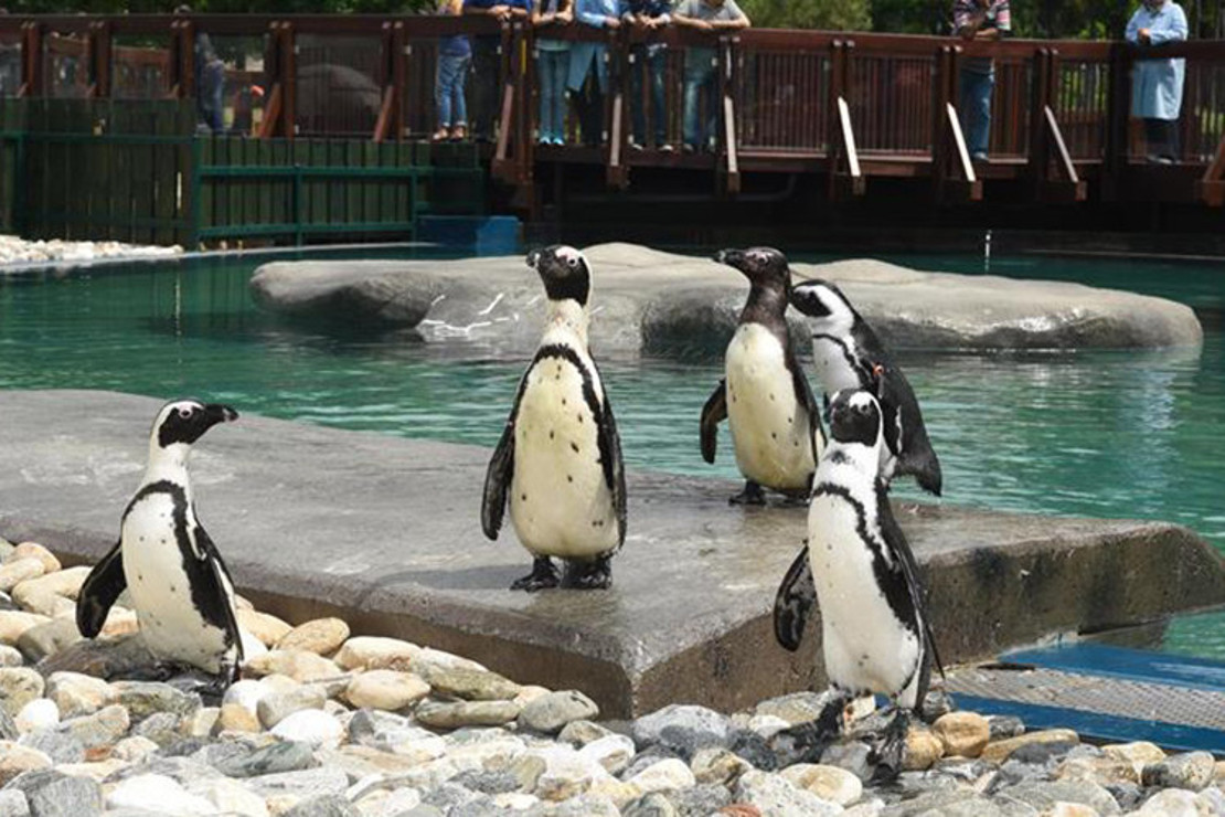 Bursa Hayvanat Bahçesi Nerede? Bursa Hayvanat Bahçesi Hayvanları, Giriş Ücreti, Çalışma Saatleri Ve İletişim Bilgileri (2020)