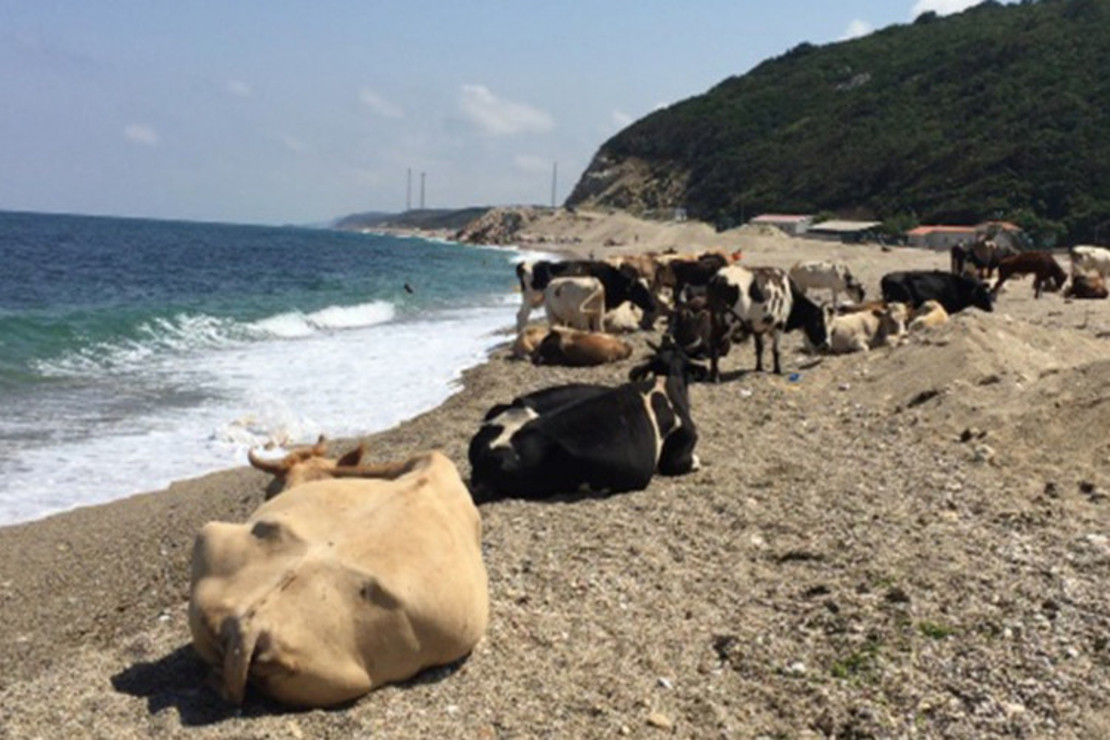 Çilingoz Plajı Nerede Ve Nasıl Gidilir? Çilingoz Plajı Özellikleri, Kamp İle Konaklama Detayları Ve Giriş Ücreti (2023)