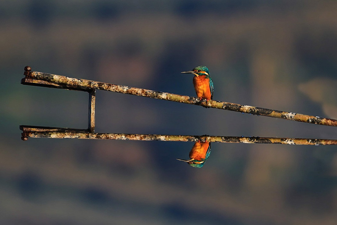 Gölyazı’nın güz misafirleri