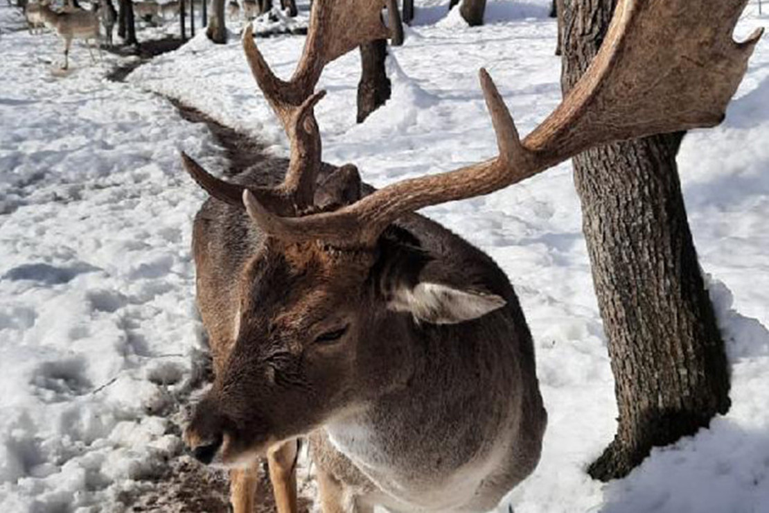 Ormanya’da yaban hayatı canlanacak