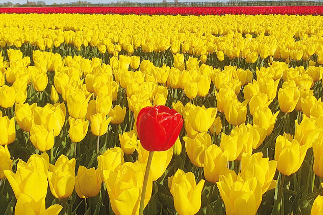 Bilmezdim lalelerin bu kadar güzel koktuğunu