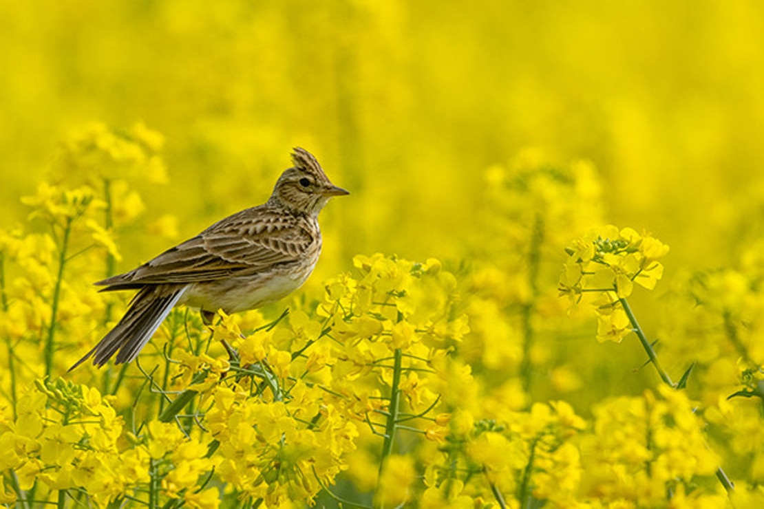 Anadolu’nun kuşlu-çiçekli takvimi