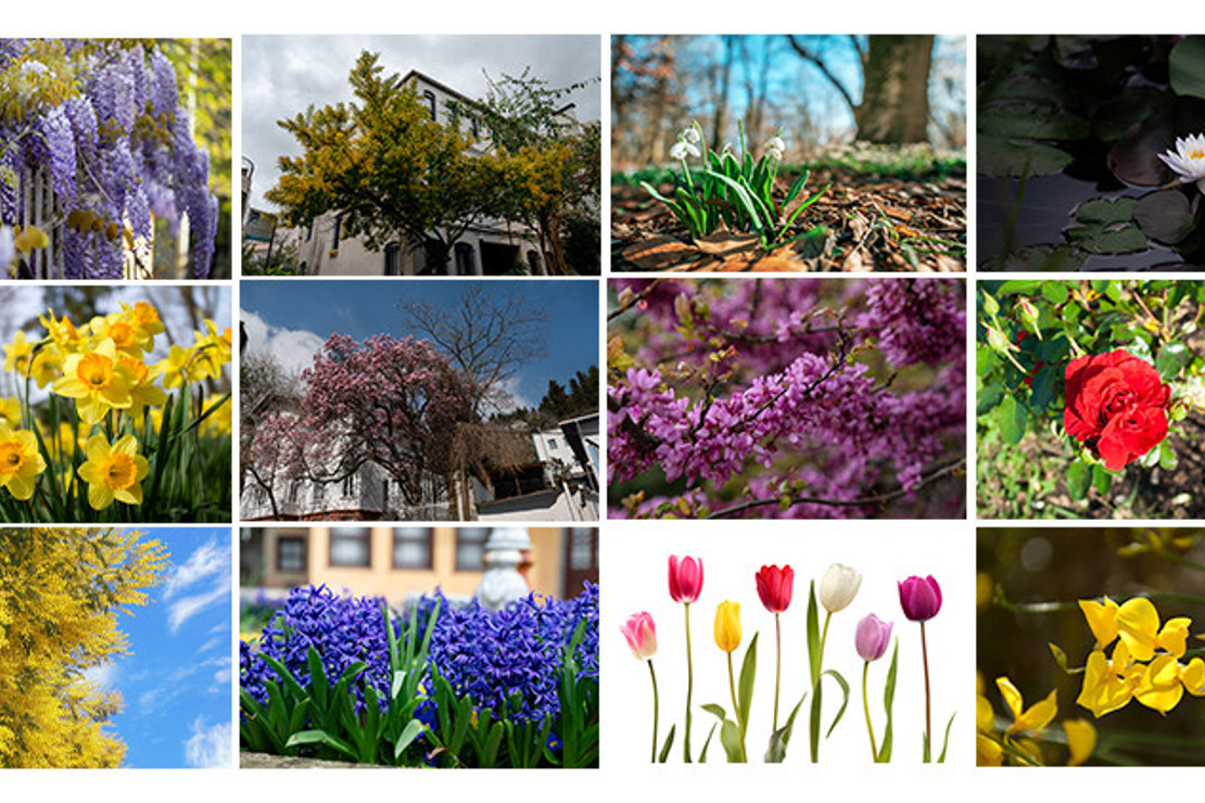 İstanbul baharı çiçekleriyle bambaşka