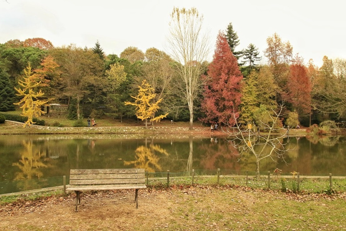 Doğanın kalbinde bir mola: Atatürk Arboretumu