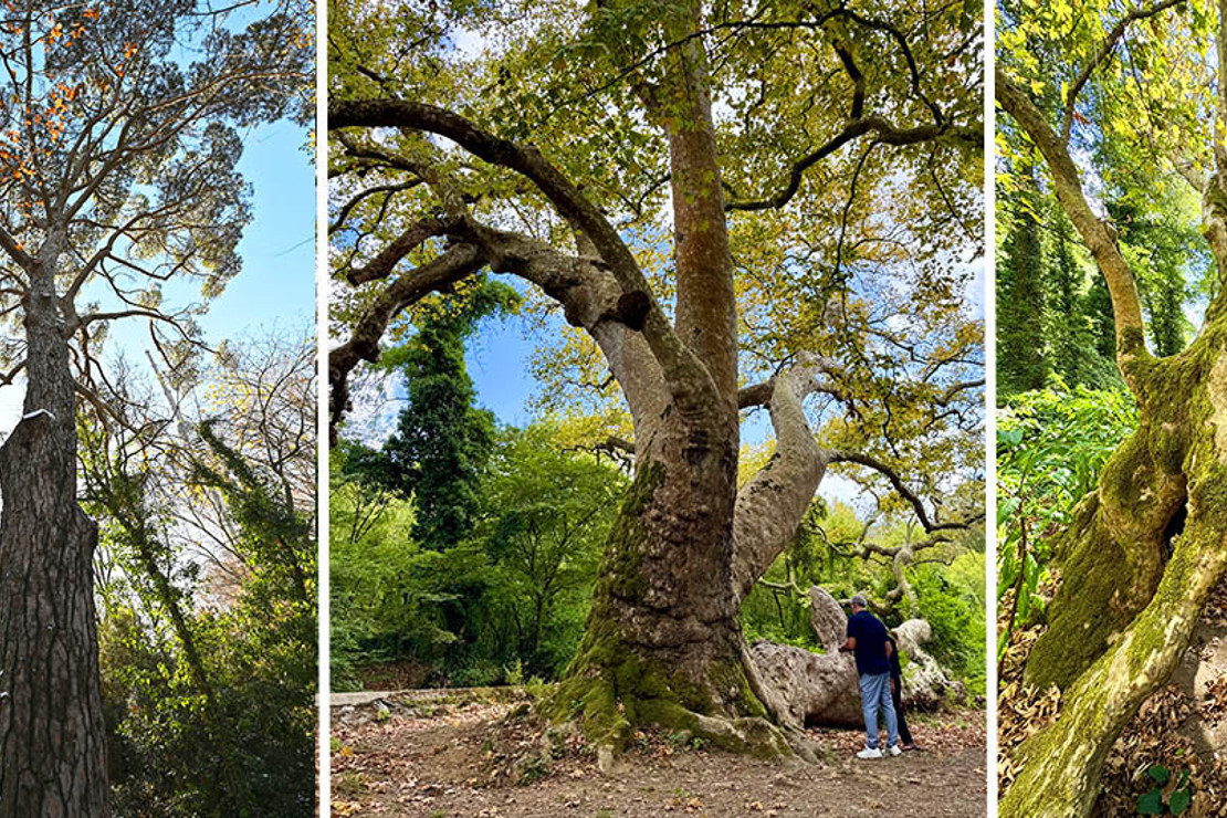 İstanbul'un tarihine tanıklık eden asırlık çınarlar