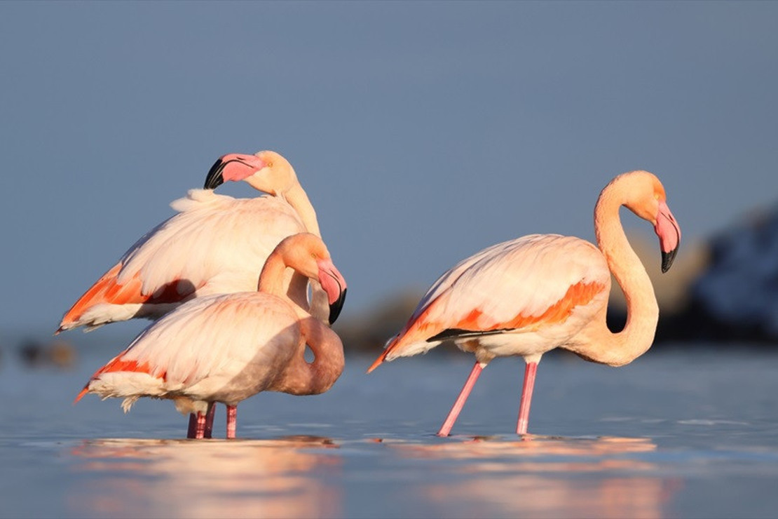 Ezine Çayı'na gelen flamingolardan renkli görüntüler