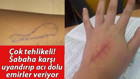 Mavi Balina nasıl öldürüyor
