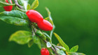 Goji Berry (Kurt üzümü) nedir