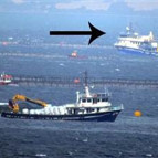 Binlerce balığı telef etti