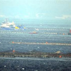 Binlerce balığı telef etti