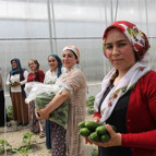 Hakkarili kadınların kurduğu serada hasat başladı