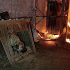 Samsunda fabrika yandı,  zincirle bağlı olan köpeği ölümden itfaiye kurtardı