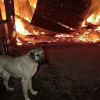 Samsunda fabrika yandı,  zincirle bağlı olan köpeği ölümden itfaiye kurtardı