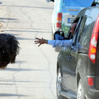 Bodrum yollarında deve kuşu şaşkınlığı