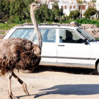 Bodrum yollarında deve kuşu şaşkınlığı