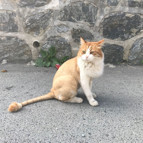 Adnan Oktarın aslan kedisi sahipsiz kaldı