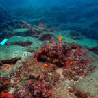 Antalyada bulunan batıktaki 74 bakır külçenin dünyada 5 örneği var