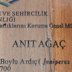Güründe 703 yıllık anıt ağaç