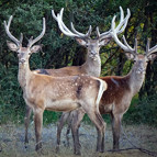 Geyiklerin ihaleyle öldürülmesine mahkeme dur dedi