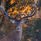 Geyiklerin ihaleyle öldürülmesine mahkeme dur dedi