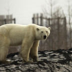 Aç ve bitkin kutup ayısı şehre indi