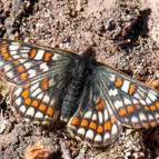 50 yıl sonra Ağrı Dağında yeniden görüntülendi