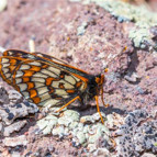 50 yıl sonra Ağrı Dağında yeniden görüntülendi