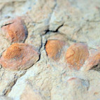 Iğdır’da dikkat çeken bir gelişme daha Kayaların içinde buldu…