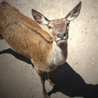 Eskişehirdeki kızıl geyik avı ihalesinde yeni gelişme