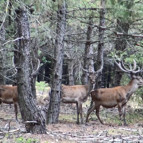 Eskişehirdeki kızıl geyik avı ihalesinde yeni gelişme