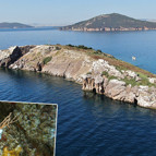 Marmara Denizi ekosisteminde gırgır tehlikesi