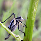 Bitliste çekirgeler çiftçilerin kâbusu oldu