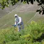 Bitliste çekirgeler çiftçilerin kâbusu oldu
