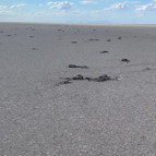 Tuz Gölünde kuluçkadan çıkan yüzlerce flamingo öldü