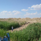 Tuz Gölünde kuluçkadan çıkan yüzlerce flamingo öldü