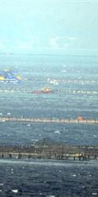 Binlerce balığı telef etti