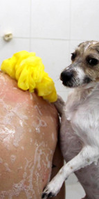 Köpek internet fenomeni oldu