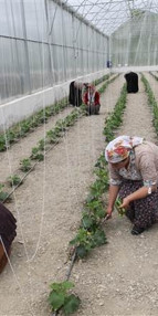 Hakkarili kadınların kurduğu serada hasat başladı