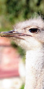 Bodrum yollarında deve kuşu şaşkınlığı