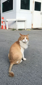 Adnan Oktarın aslan kedisi sahipsiz kaldı