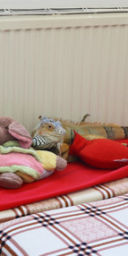 Ankaradaki evinde dev iguanayla birlikte yaşıyor